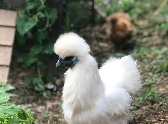 Tanagra : Maison Avec Piscine Et Vue Exceptionnelle Hébergement de vacances Roquefort-Les-Cascades