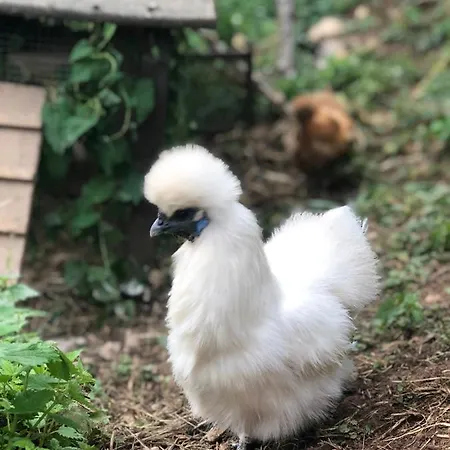 Tanagra : Maison Avec Piscine Et Vue Exceptionnelle Tatil Evi Roquefort-Les-Cascades